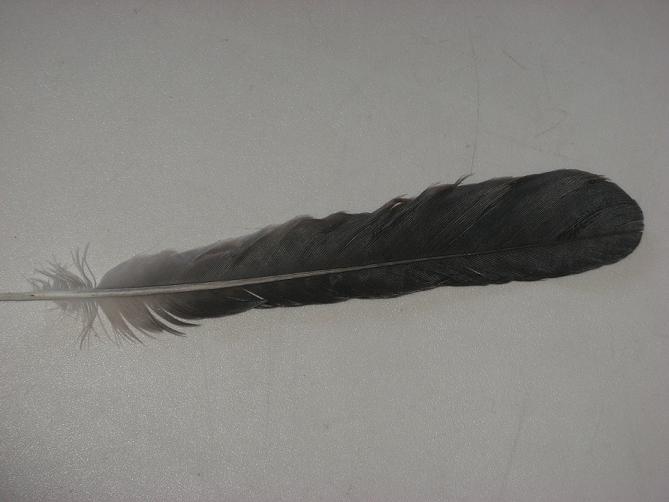 Penna - Ghiandaia (Garrulus glandarius)